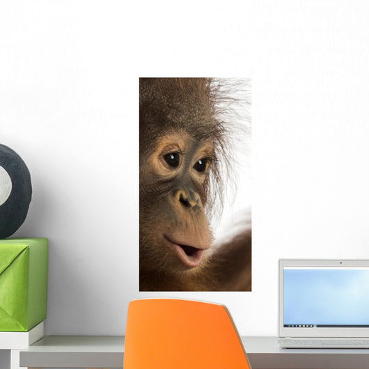 Close-up of a young Bornean orangutan's profile, Pongo pygmaeus Wall Mural