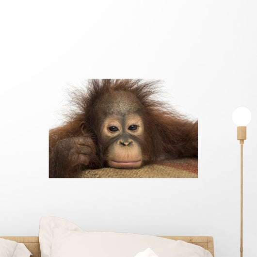 Close-up of a young Bornean orangutan looking tired