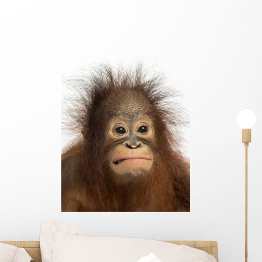 Close-up of a young Bornean orangutan making a face