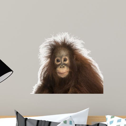 Young Bornean orangutan looking at the camera, Pongo pygmaeus