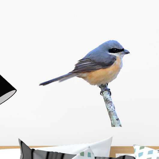 Grey-backed Shrike Bird