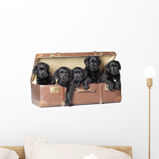 Labrador Puppies Sitting in a Retro Suitcase