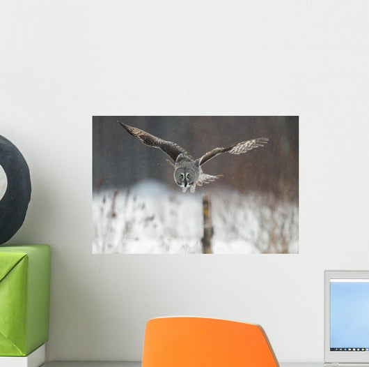 Great Grey Owl (Strix nebulosa) hunting in the falling snow