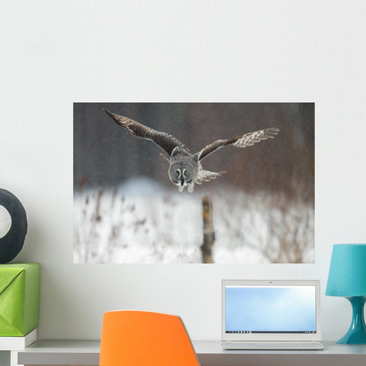 Great Grey Owl (Strix nebulosa) hunting in the falling snow