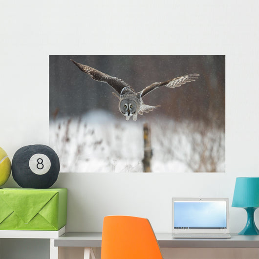 Great Grey Owl (Strix nebulosa) hunting in the falling snow