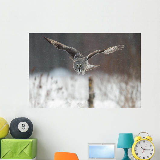 Great Grey Owl (Strix nebulosa) hunting in the falling snow