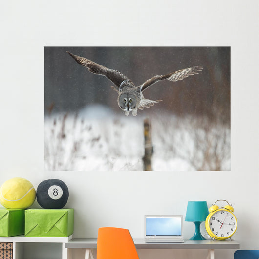 Great Grey Owl (Strix nebulosa) hunting in the falling snow