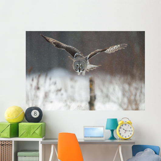 Great Grey Owl (Strix nebulosa) hunting in the falling snow