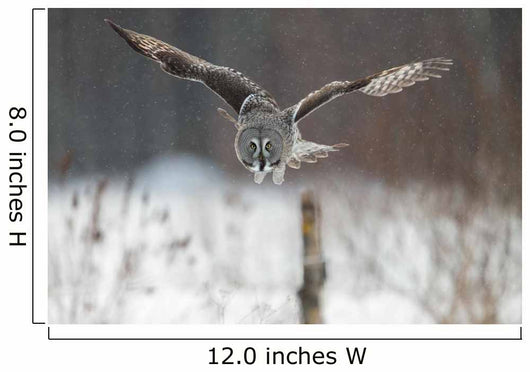 Great Grey Owl (Strix nebulosa) hunting in the falling snow