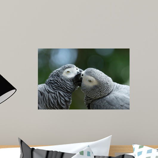 parrot bird