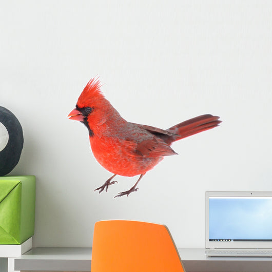Cardinal Isolated