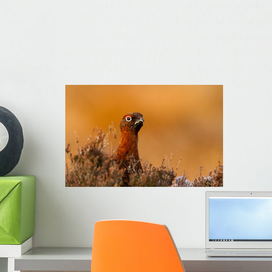 Red Grouse