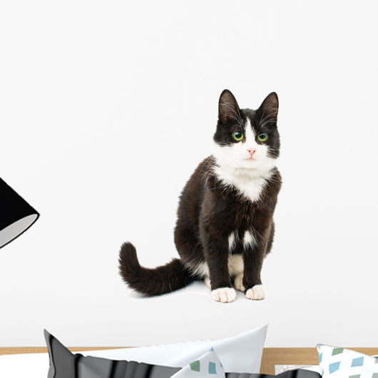 Black & White Cat