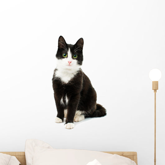 Black White Cat