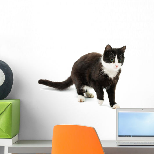Black White Cat