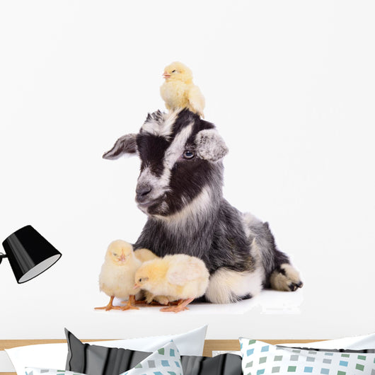 Goat and Chickens