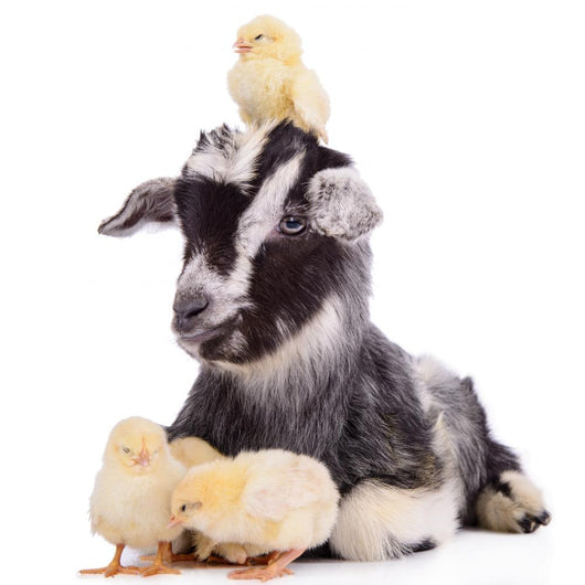 Goat and Chickens