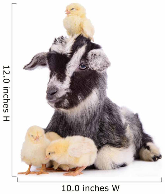 Goat and Chickens