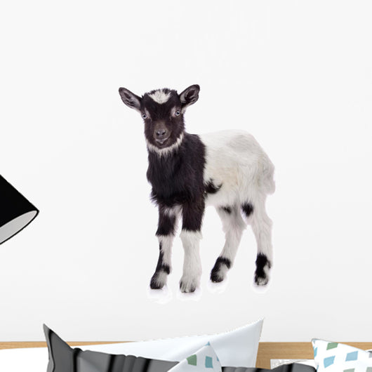 farm animal goat isolated