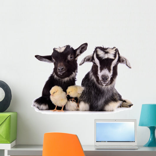 Goats and Chickens