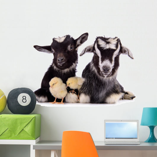 Goats and Chickens