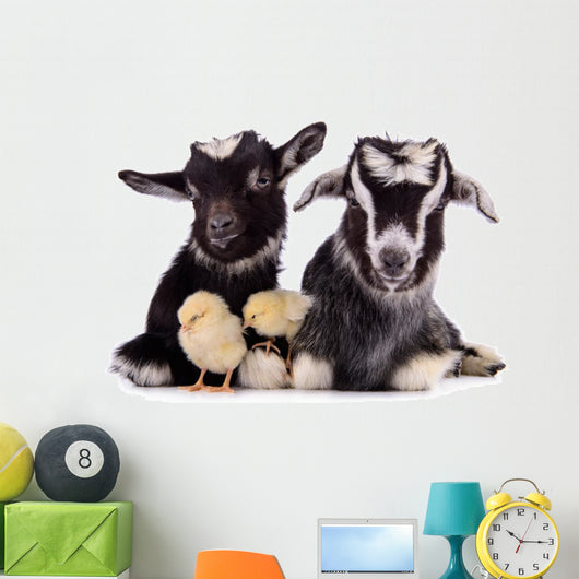 Goats and Chickens