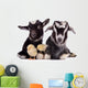 Goats and Chickens