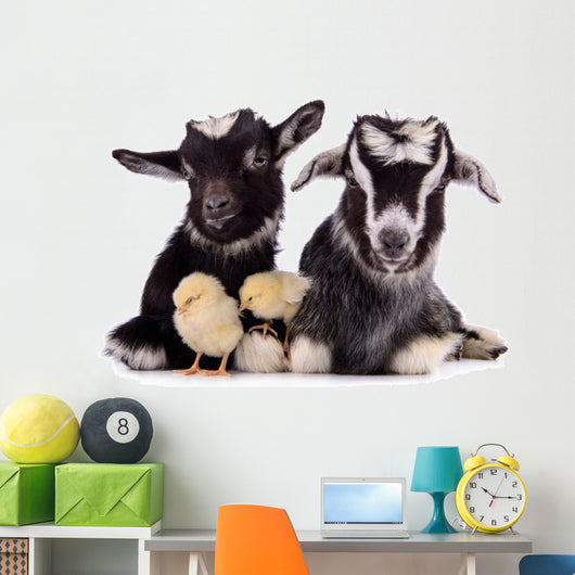 Goats and Chickens