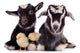 Goats and Chickens