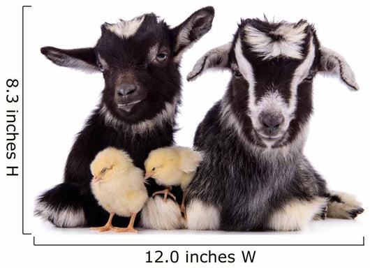 Goats and Chickens