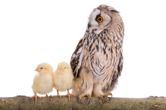 Owl with Newborn Chickens Wall Decal