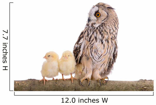 Owl with Newborn Chickens Wall Decal
