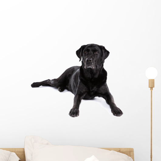 Black Labrador Retriever Dog on a White Background Wall Decal