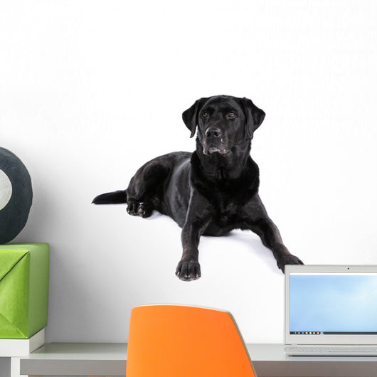 Black Labrador Retriever Dog on a White Background Wall Decal