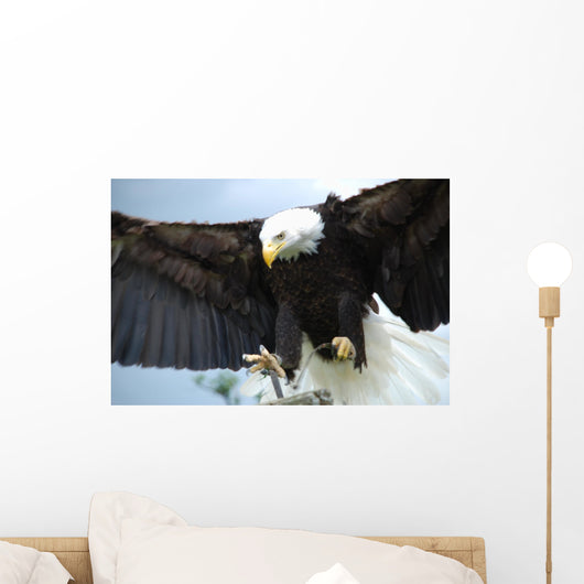 Bald Head Eagle Wall Mural