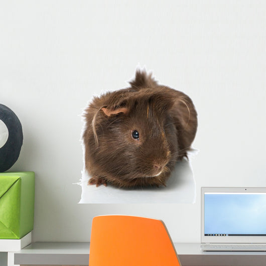 Guinea Pigs Wall Decal