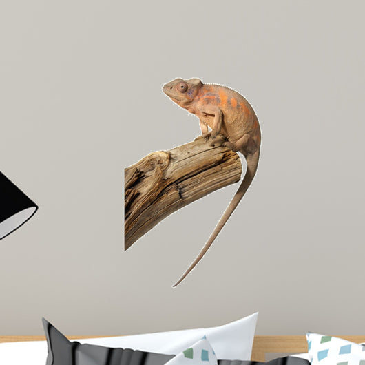 Female Chameleon