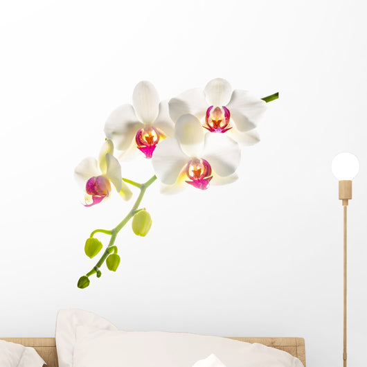 white with red phalaenopsis with is isolated on white backgrou