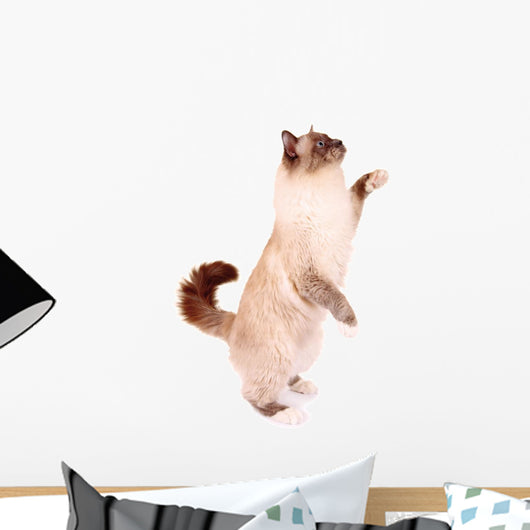 Cat Makes Males
