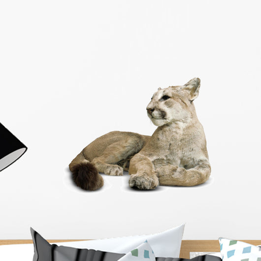 Puma with clipping path Wall Decal