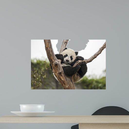 Giant Baby Panda Hanging on a Tree