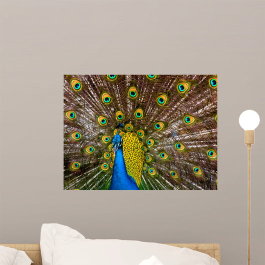Peacock - Pavo Real