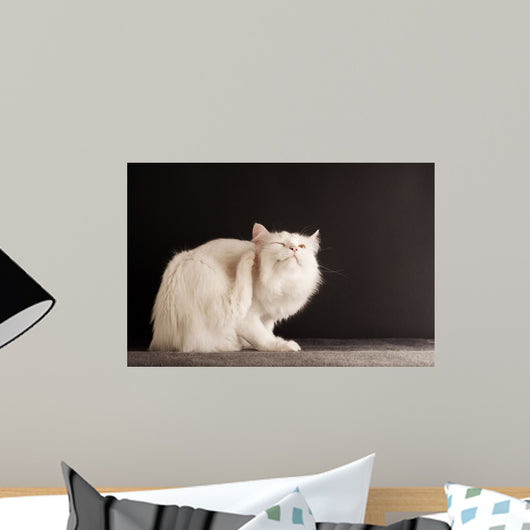 Cat Scratching Itself