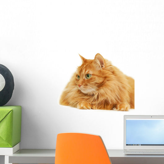 Fluffy Red Cat Isolated on White Background Wall Decal