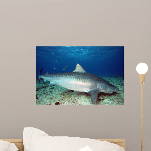 Tiger Shark on a Wreck in the Bahamas