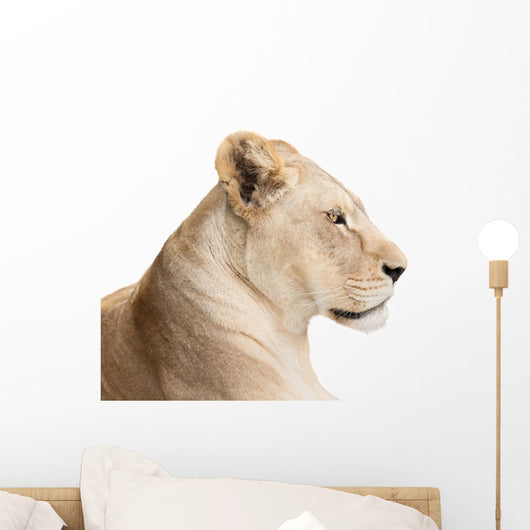 Waiting lioness Wall Decal