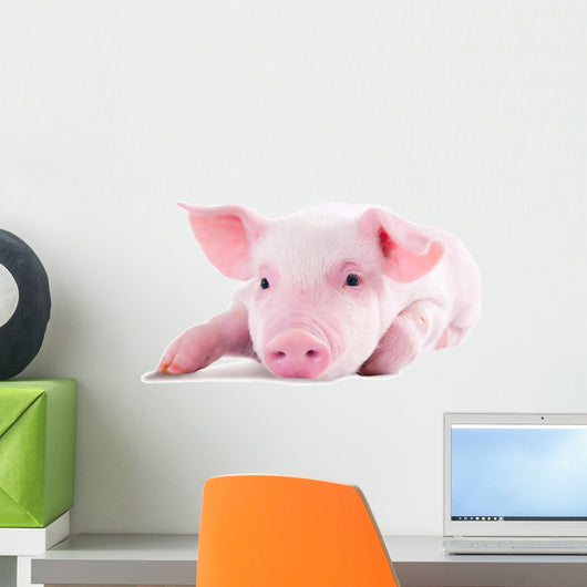 Pink Pig in Lying on His Stomach