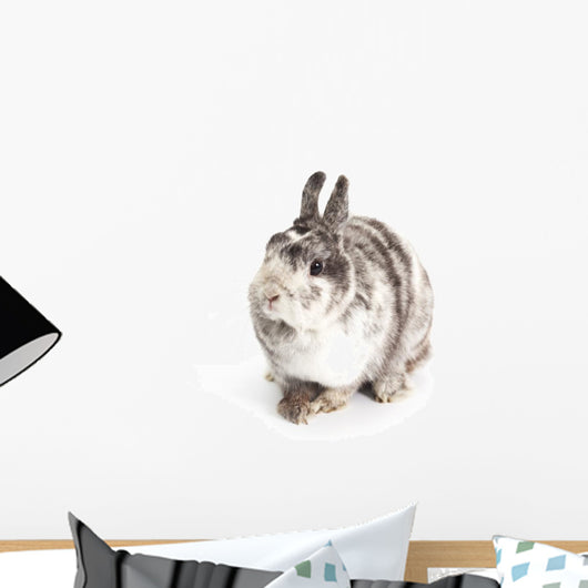Female Dwarf Rabbit with Wall Decal