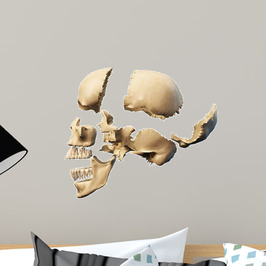 Human skull with parts exploded.