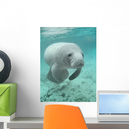 Manatee sea cow cristal river florida Wall Mural